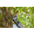 GARDENA Akumulatorowe nożyce do gałęzi EasyCut 110/18V P4A – zestaw, 14772-20